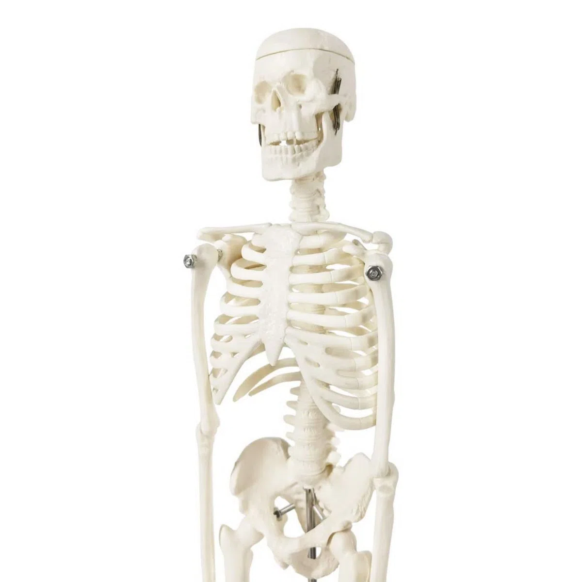 Modelo de esqueleto humano mini para anatomía, 45 cm de cuerpo entero, modelo de esqueleto humano y brazos y piernas móviles a base de plástico para enseñanza médica, aprendizaje, educación,