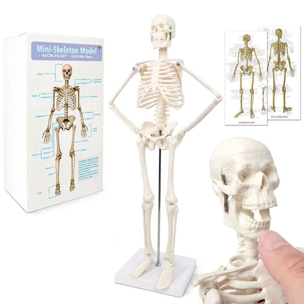 Modelo de esqueleto humano mini para anatomía, 45 cm de cuerpo entero, modelo de esqueleto humano y brazos y piernas móviles a base de plástico para enseñanza médica, aprendizaje, educación,