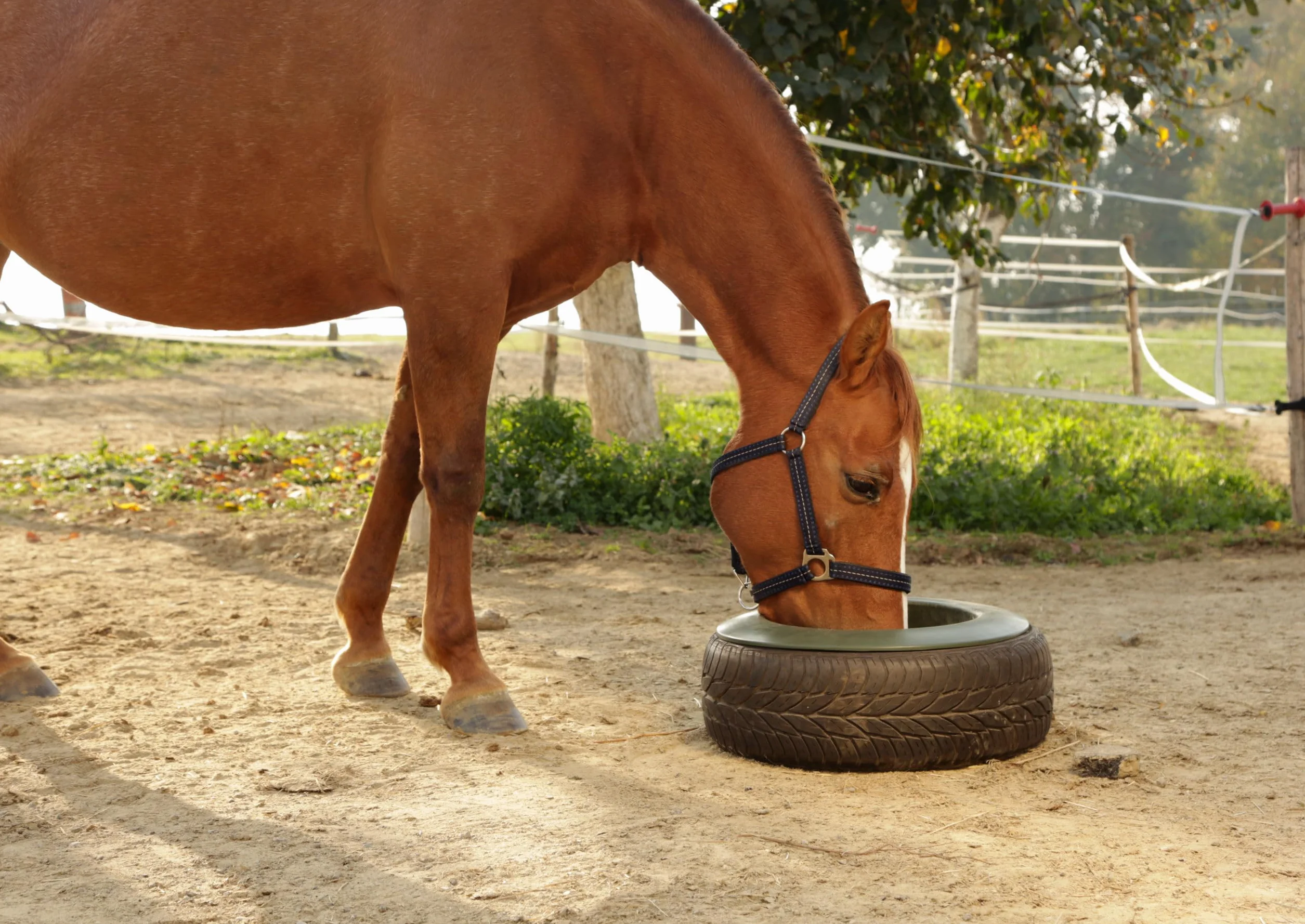 Kerbl Tyre Trough 15 Litre