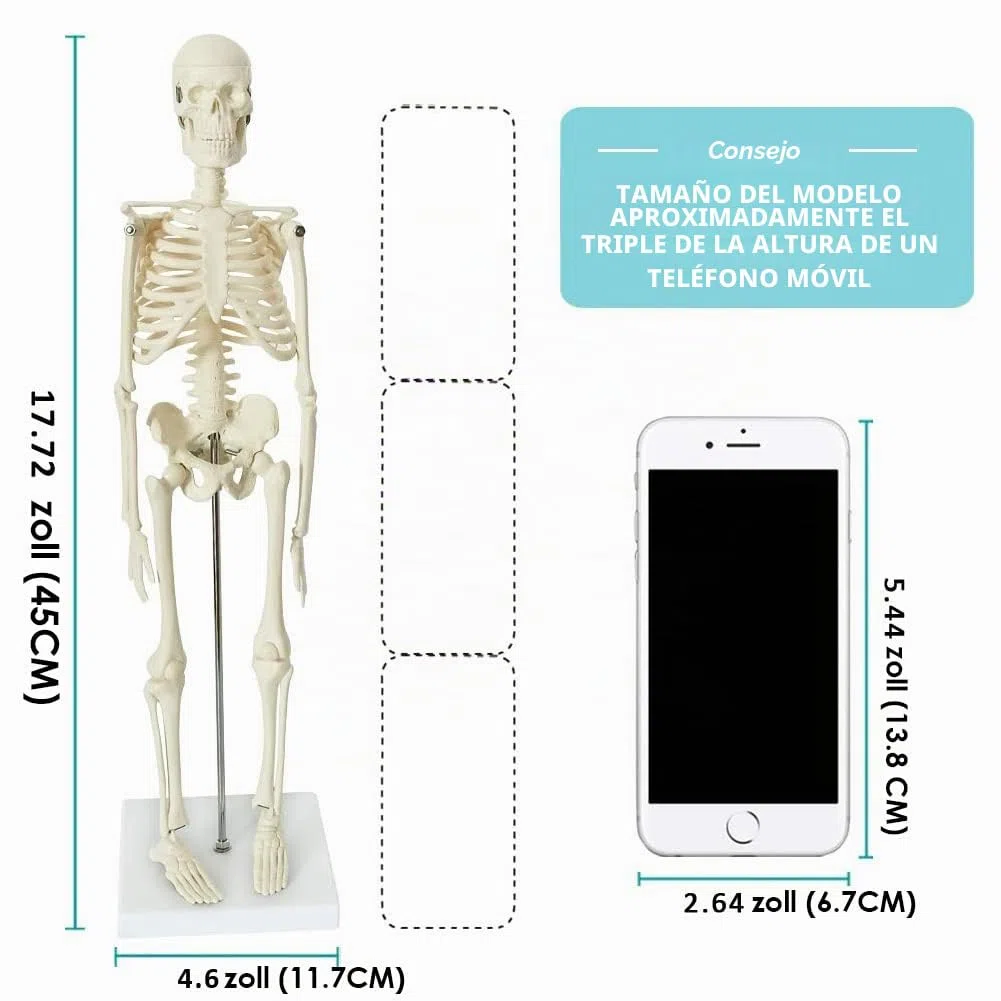 Modelo de esqueleto humano mini para anatomía, 45 cm de cuerpo entero, modelo de esqueleto humano y brazos y piernas móviles a base de plástico para enseñanza médica, aprendizaje, educación,