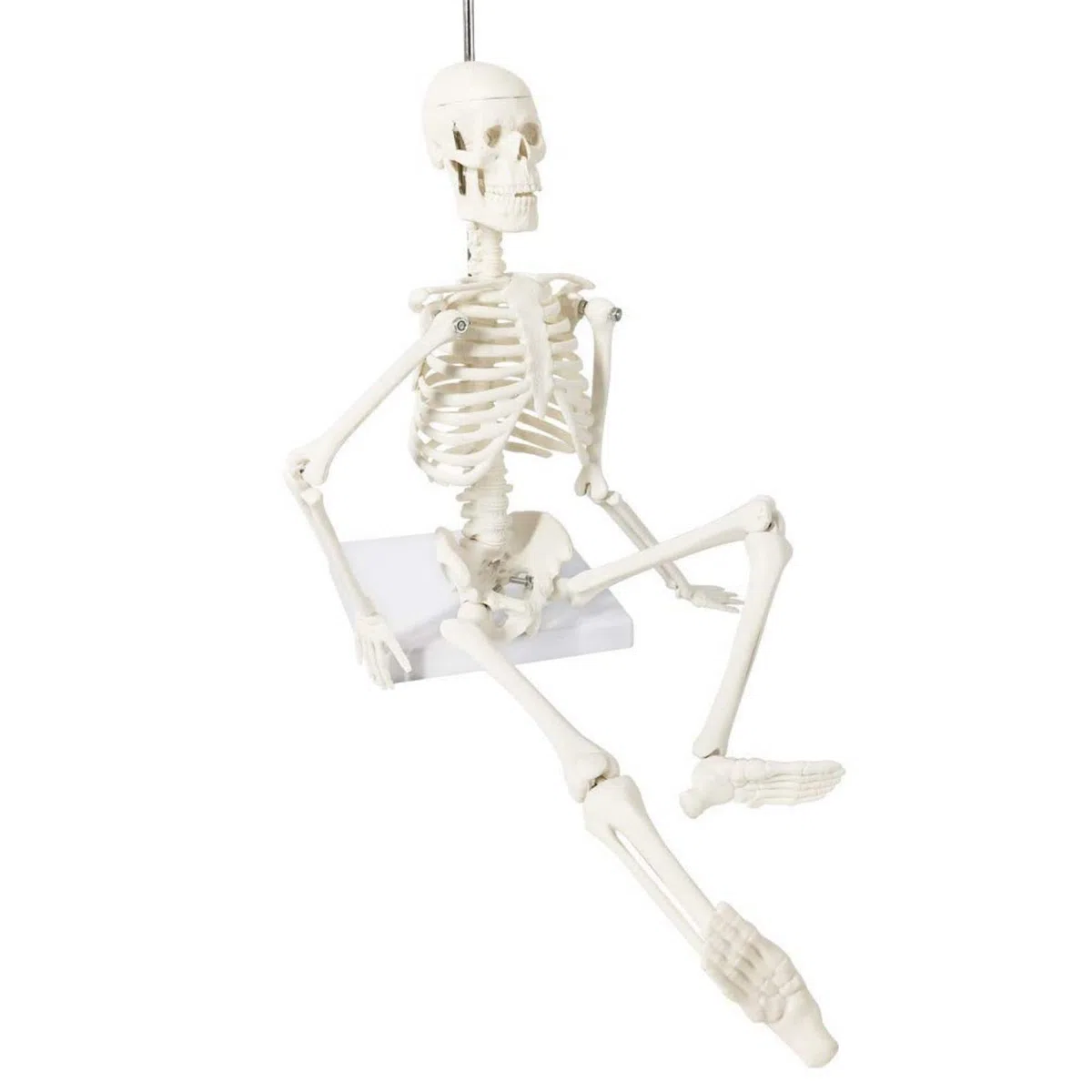 Modelo de esqueleto humano mini para anatomía, 45 cm de cuerpo entero, modelo de esqueleto humano y brazos y piernas móviles a base de plástico para enseñanza médica, aprendizaje, educación,
