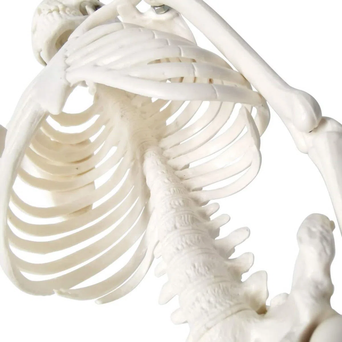 Modelo de esqueleto humano mini para anatomía, 45 cm de cuerpo entero, modelo de esqueleto humano y brazos y piernas móviles a base de plástico para enseñanza médica, aprendizaje, educación,